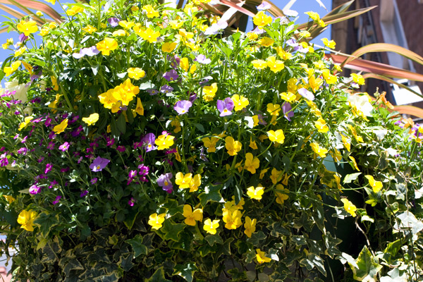 Blomsterpynt p gatebelysningen i Grafton street