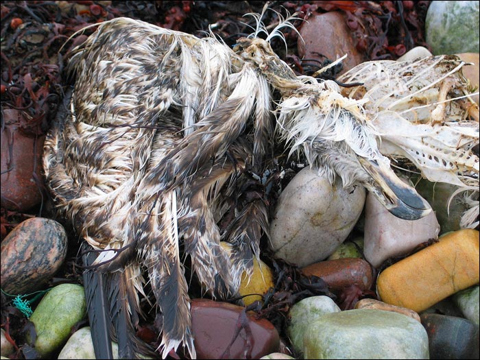 Dead seabird