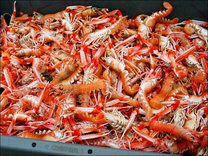 Prawns (I)