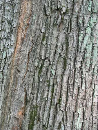 Bark