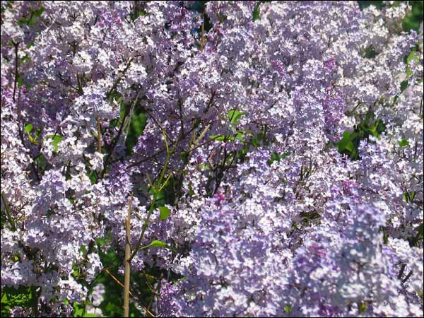 Lilacs