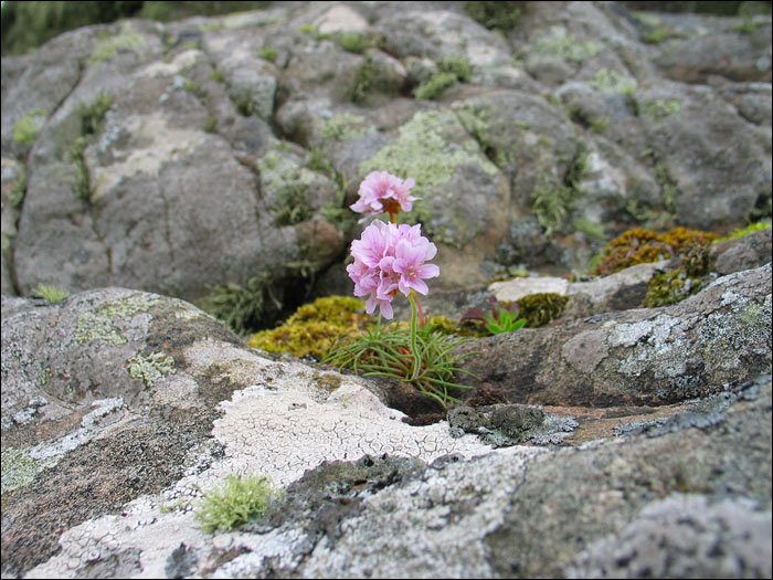 Flowers, Reiff - Rubha Mr