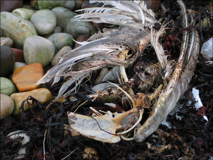 Nature is merciless. Badentarbat Bay (I)