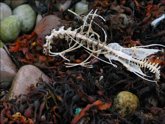 Nature is merciless. Badentarbat Bay (II)