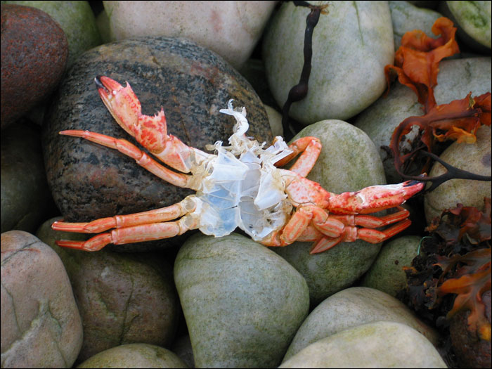 Nature is merciless. Badentarbat Bay (IV)